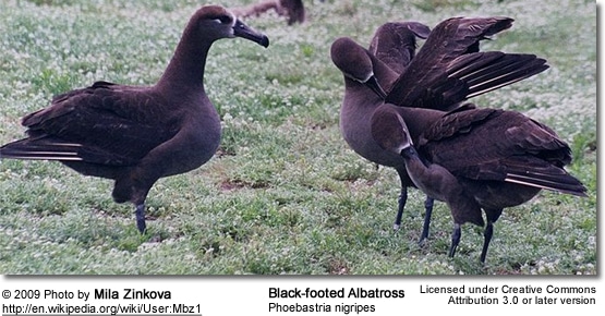 Black-footed Albatross, Phoebastria nigripes