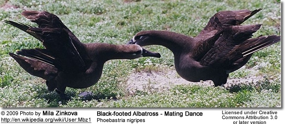 Black-footed Albatross - Mating Dance