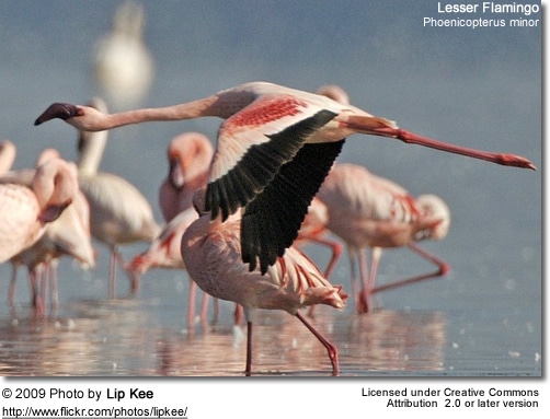 Lesser Flamingo (Phoenicopterus minor)