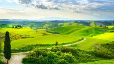 Photography Grasslands