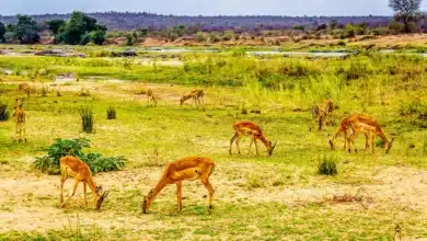 Photography of Wildlife