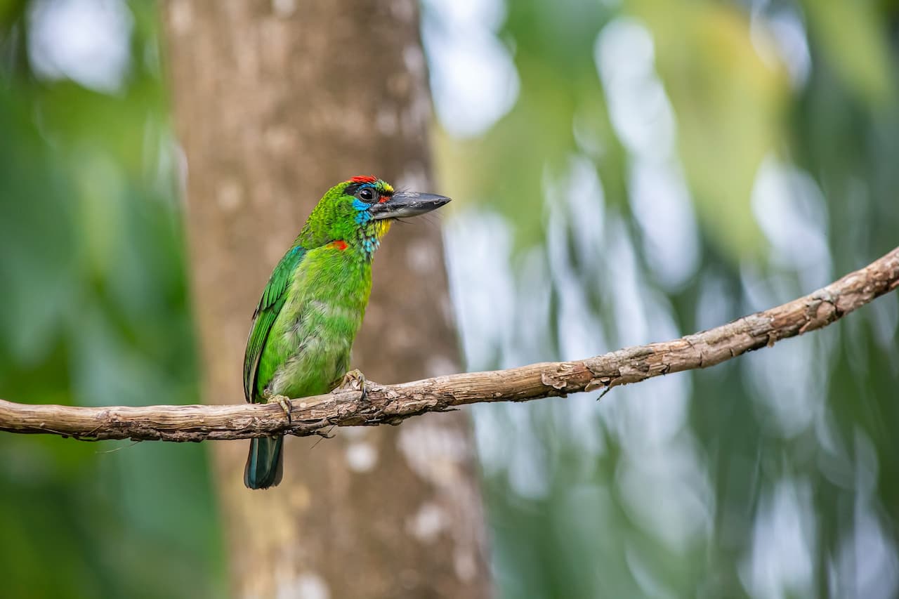The Photos Of Barbets Species Found In Indonesia