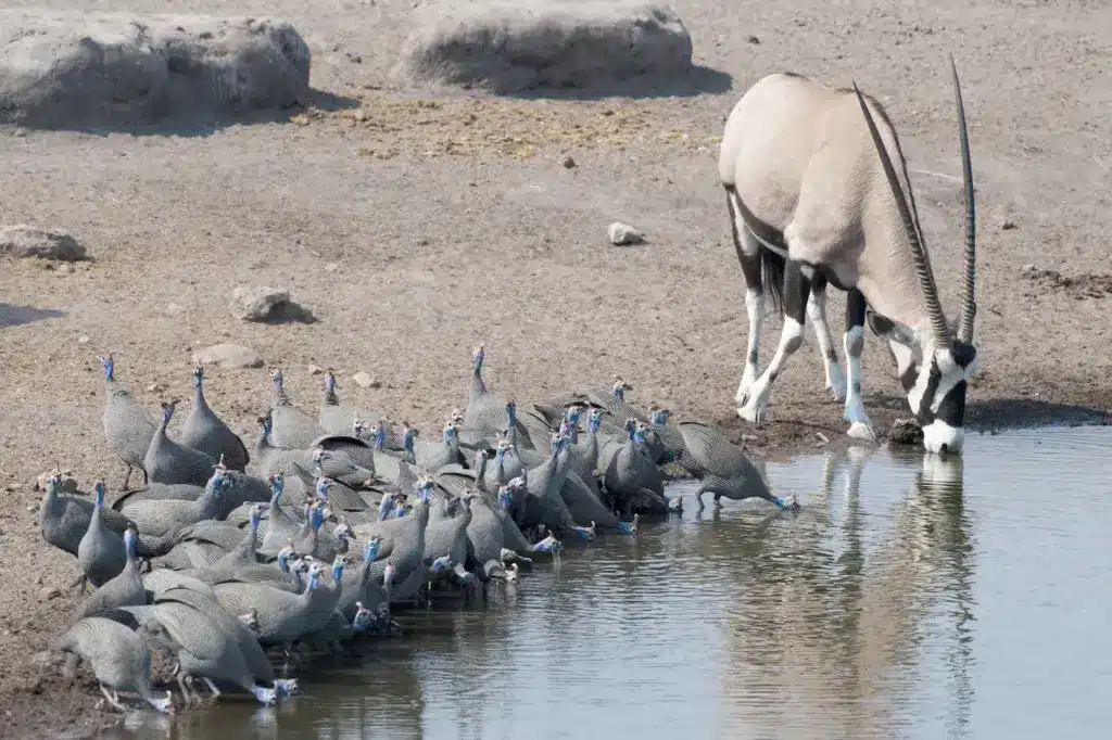 Flock of Guineafowl Drinking Water Photos of Madagascar Birds
