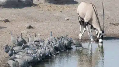 Flock of Guineafowl Drinking Water Photos of Madagascar Birds