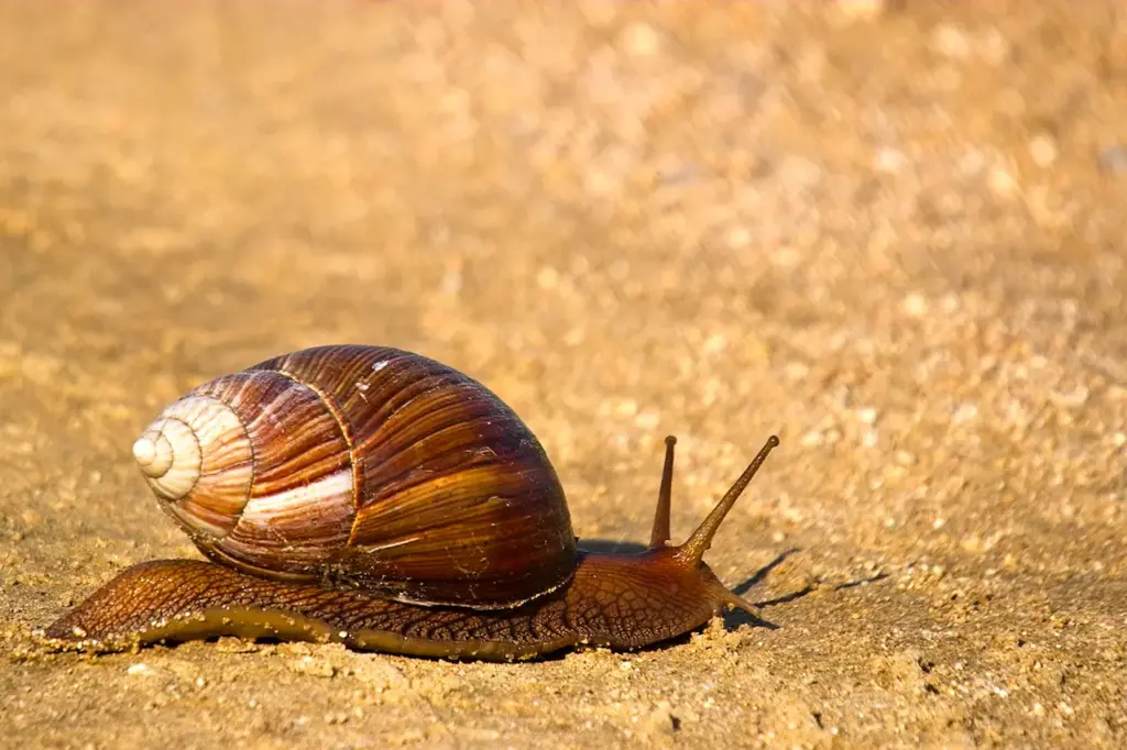 Phylum Mollusca on the Ground
