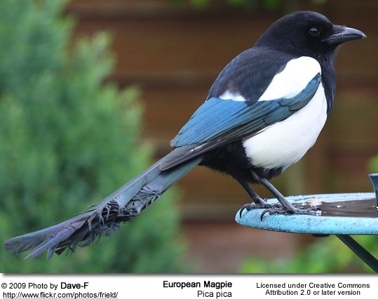 Pica Pica - European Magpie