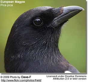 Pica Pica - European Magpie Head Detail