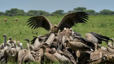 Pictures of Vultures Species: A flock of vultures is feasting on a dead animal.
