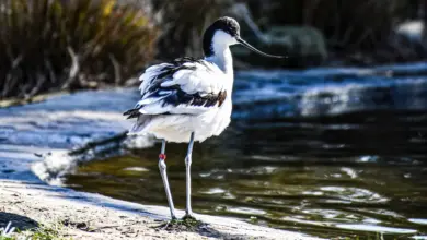A Pied Avocet is walking on the side of the river.