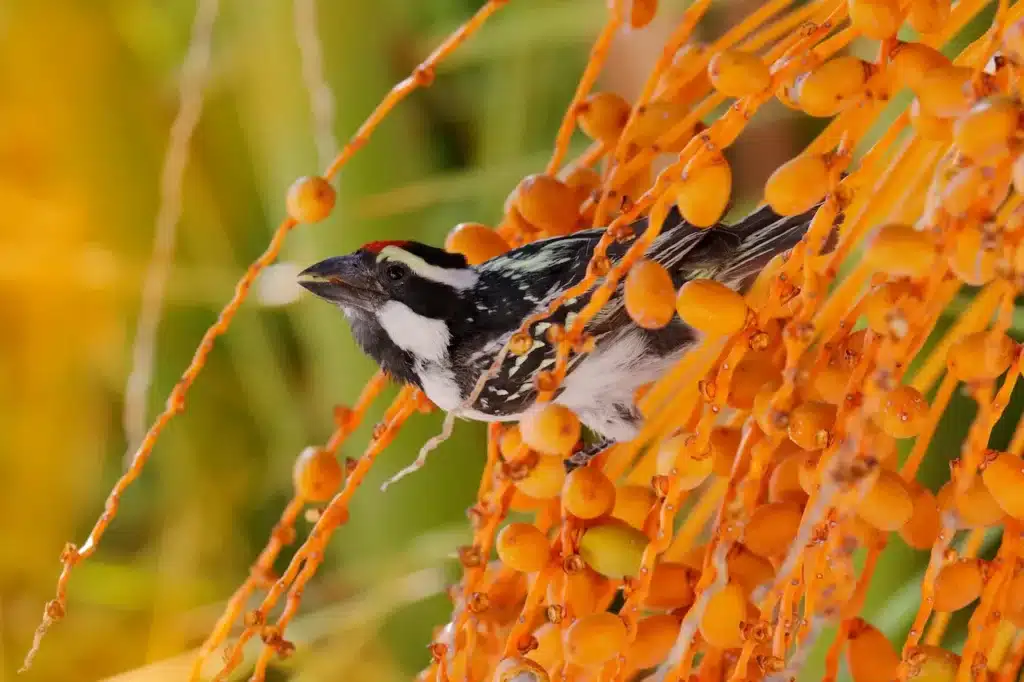 Pied Barbets sitting on a palm tree