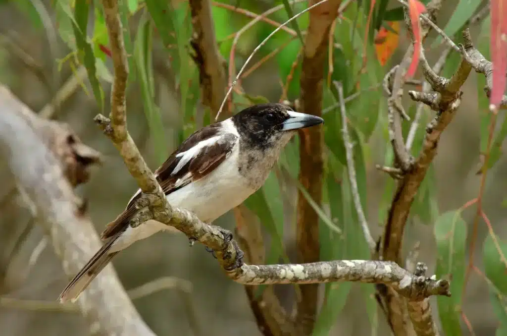 Pied Butcherbirds 