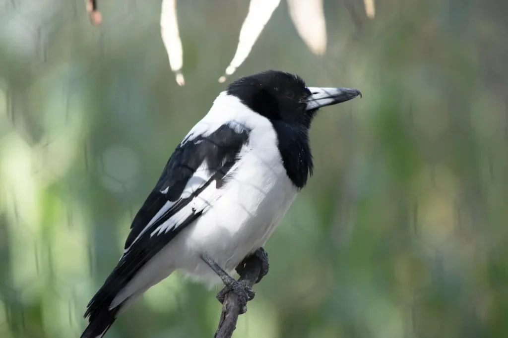 Pied Butcherbirds in a Tree Thorn 