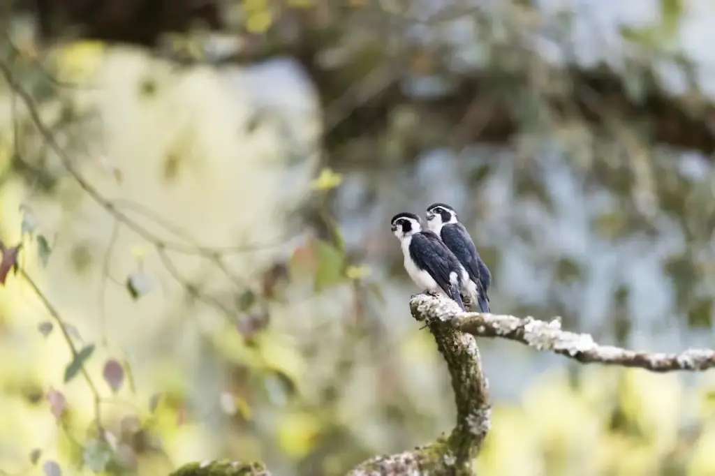 Two Pied Falconets on a Tree