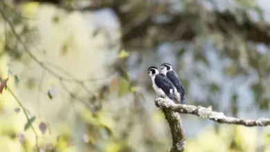 Two Pied Falconets Sitting on a Tree