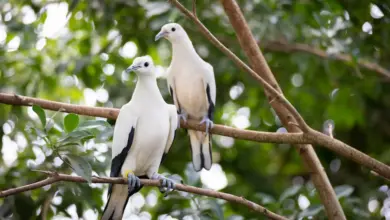 The Two Pied Imperial Pigeons Resting In A Tree