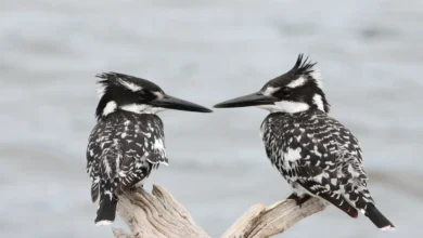 Pied Kingfishers