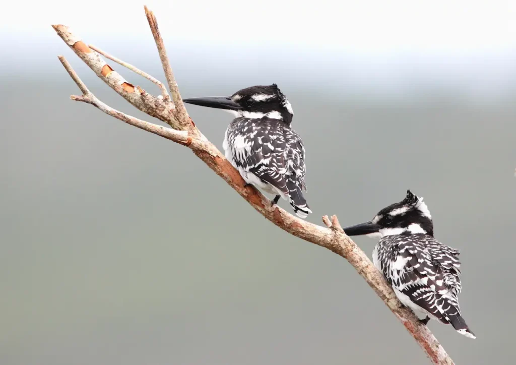 Pied Kingfishers Image