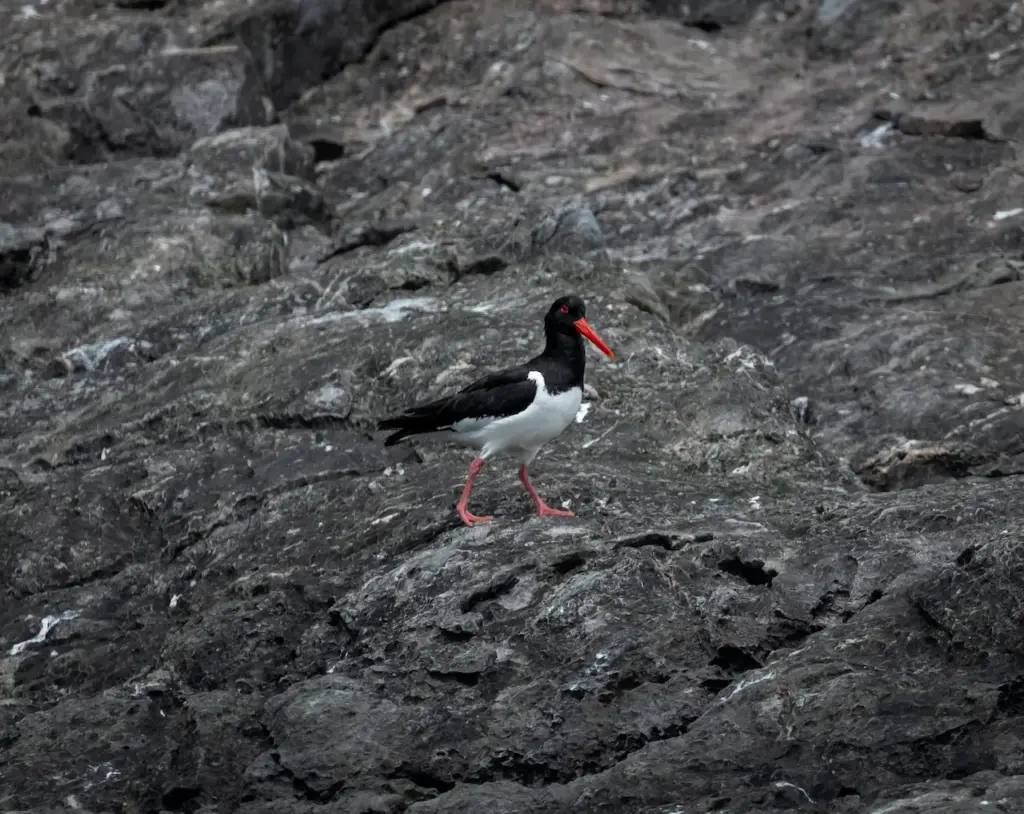 The Pied Oystercatcher Searching For Food In The Sea