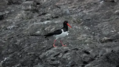 The Pied Oystercatcher Searching For Food In The Sea