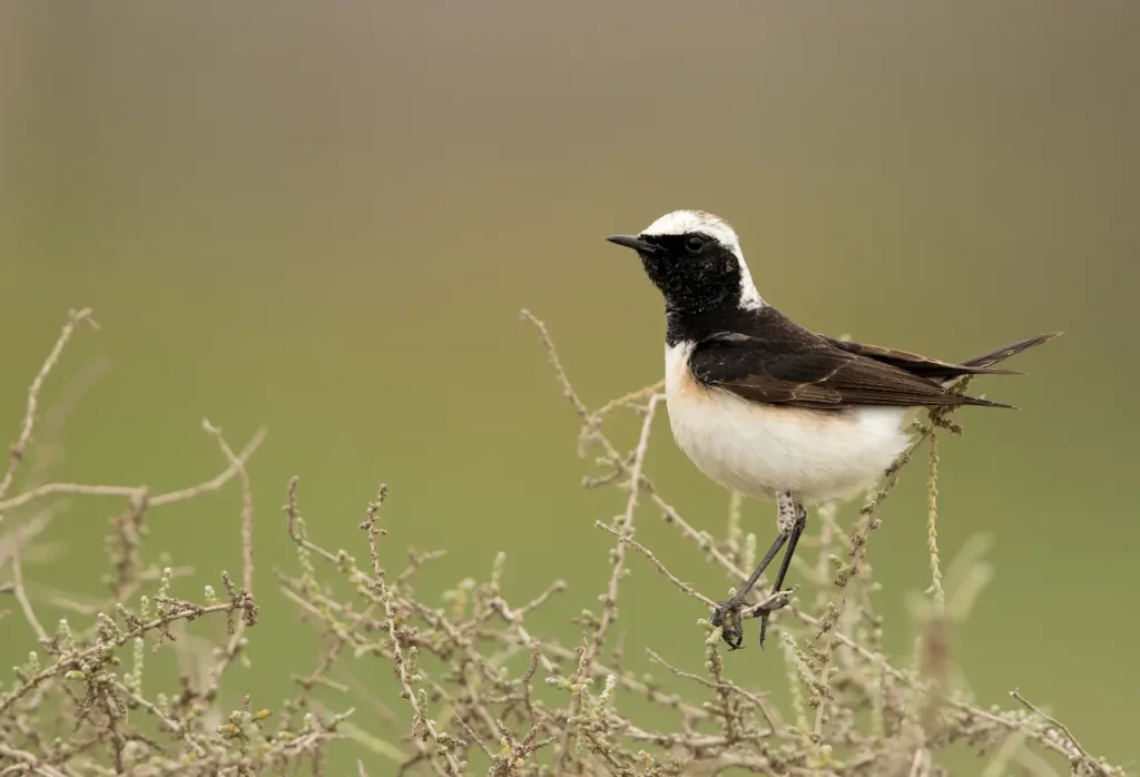 Pied Wheatears on a Thorn 