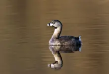 Pied-billed Grebes