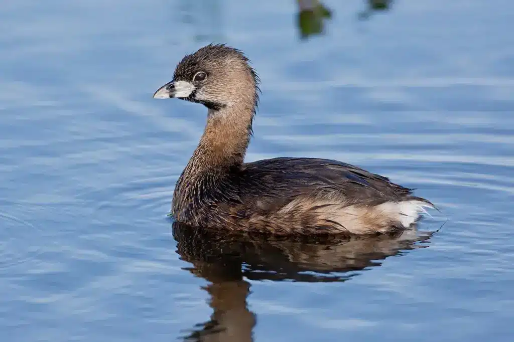 Pied-billed Grebes Floating In the Water 