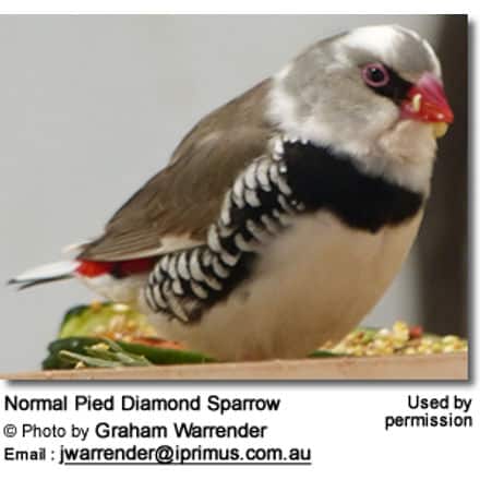 Normal Pied Diamond Sparrow