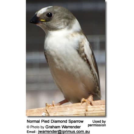 Normal Pied Diamond Sparrow