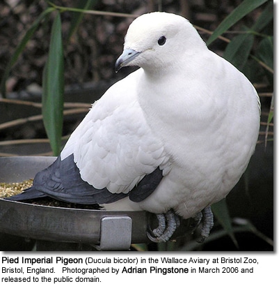Pied Imperial Pigeon (Ducula bicolor)