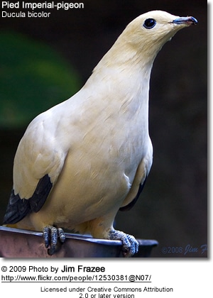Pied Imperial-pigeon