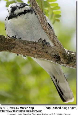 Pied Triller (Lalage nigra)