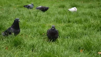 Pigeons and Doves Found in Vanuatu On A Green Grass