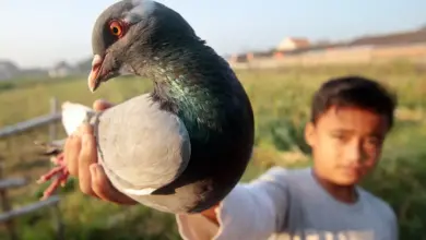 Kid Holding the Pigeons as Pets