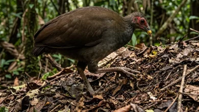 Pile-builder Megapodes (Megapodius molistructor)