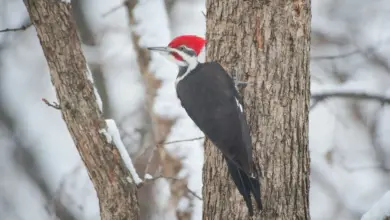 Pileated Woodpeckers On The Tree