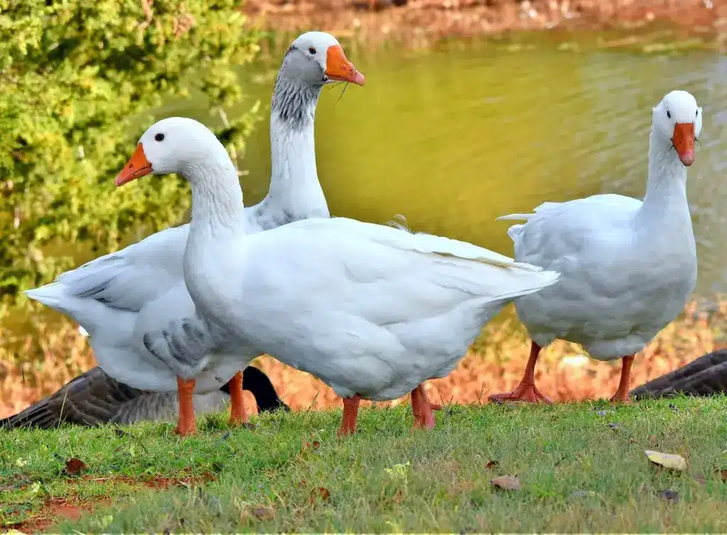 Three Pilgrim goose Near the River Pilgrim Geese