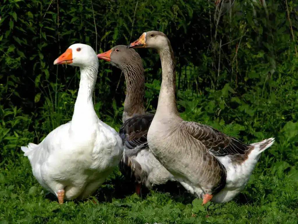 Pilgrim Geese on Green Grass