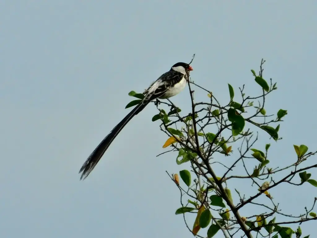 The Pin-tailed Whydah On The Tree