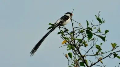 The Pin-tailed Whydah On The Tree