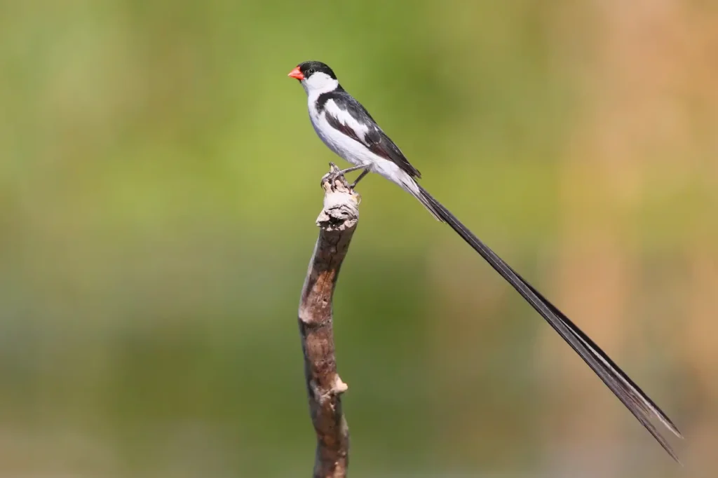 Pin-tailed Whydahs 