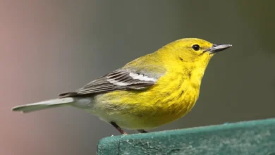 Pine Warblers Perched on a Wood