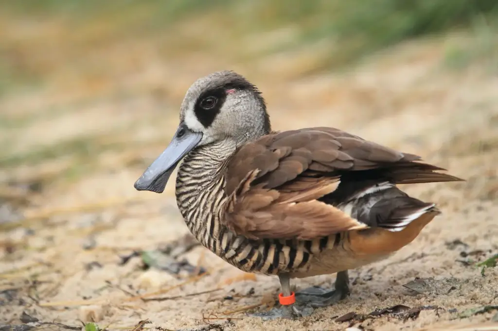 Pink-eared Duck Standing On The Ground