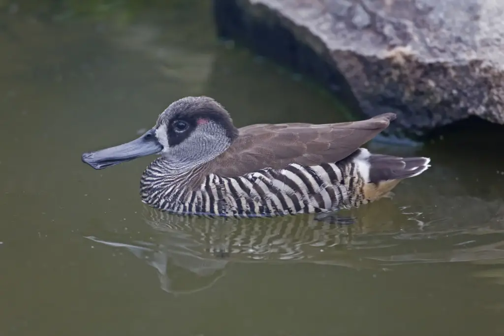 Pink-eared Duck on the Water 