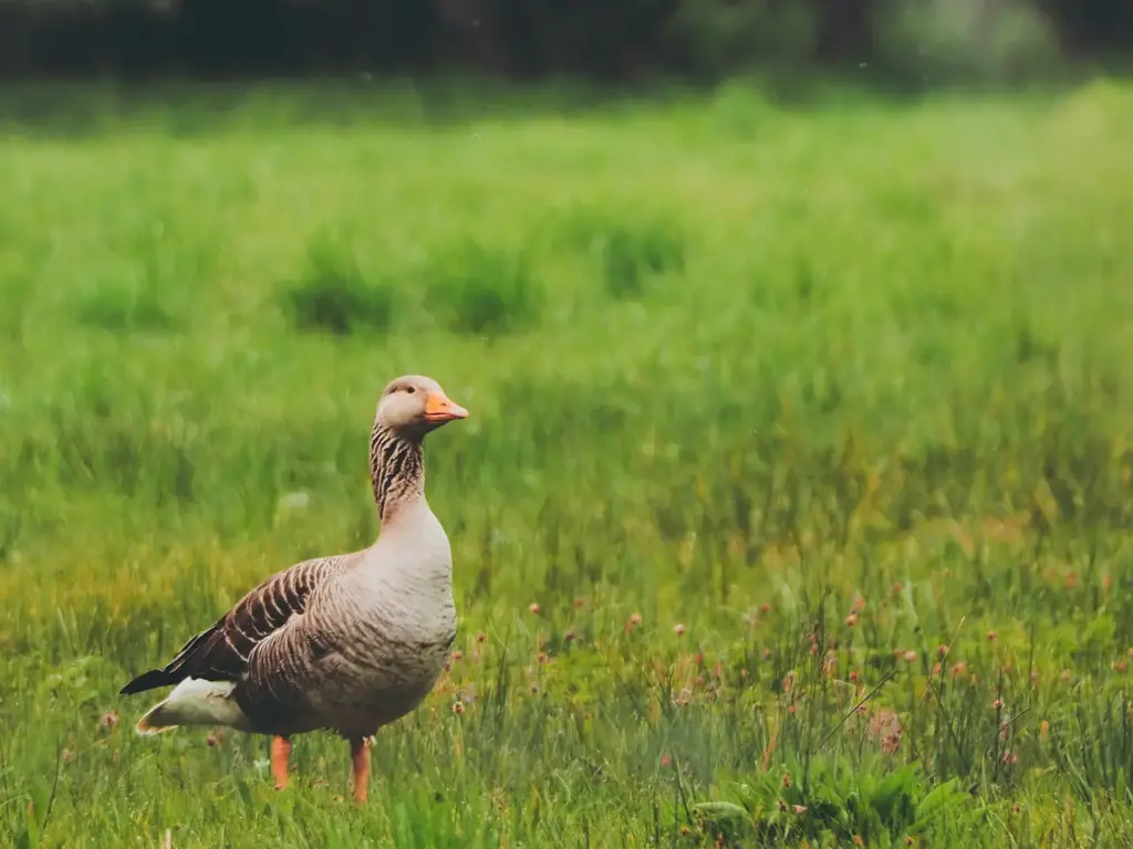 Pink-footed Geese on Green Grass