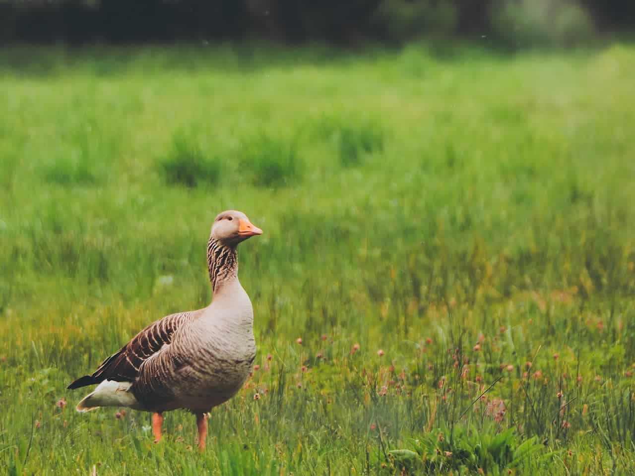 A Pink-footed Geese In Green Grass