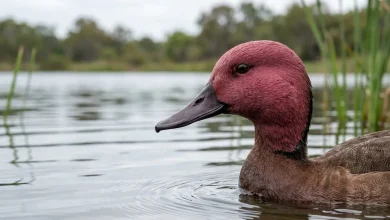 Pink-headed Duck (Netta caryophyllacea)