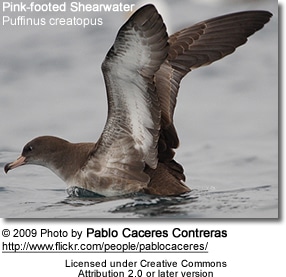 Pink-footed Shearwater (Puffinus creatopus)