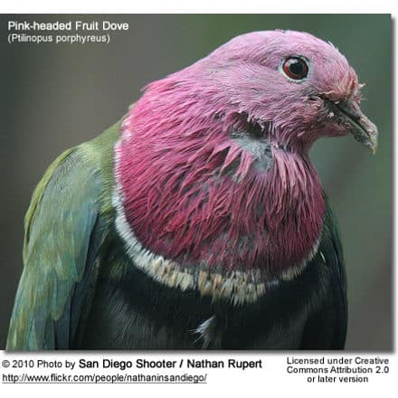 Pink-headed Fruit Dove, (Ptilinopus porphyreus) also known as Pink-necked Fruit Dove or Temminck's Fruit Pigeon