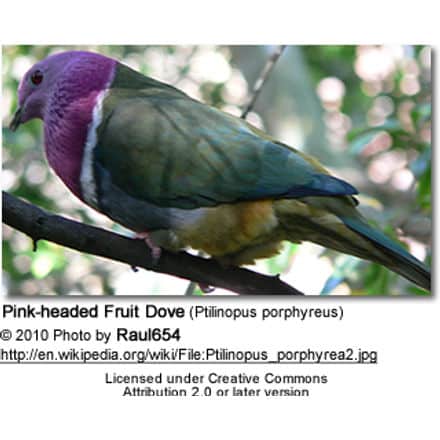 Pink-headed Fruit Dove (Ptilinopus porphyreus)