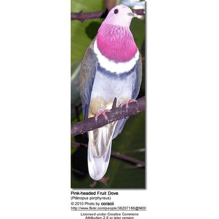 Pink-headed Fruit Dove, (Ptilinopus porphyreus) also known as Pink-necked Fruit Dove or Temminck's Fruit Pigeon